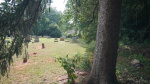 north treeline - unmarked graves Lot #57.JPG