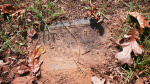 Robert E Reid footstone - Old - Lot# 36A.JPG